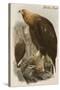 Golden Eagle-John Gould-Stretched Canvas