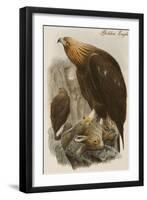 Golden Eagle-John Gould-Framed Art Print