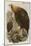 Golden Eagle-John Gould-Mounted Art Print