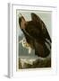 Golden Eagle-null-Framed Giclee Print