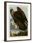 Golden Eagle-null-Framed Giclee Print