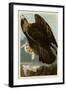 Golden Eagle-null-Framed Giclee Print