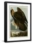 Golden Eagle-null-Framed Giclee Print