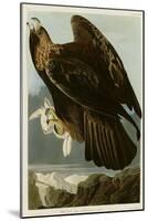 Golden Eagle-null-Mounted Giclee Print