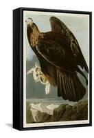 Golden Eagle-null-Framed Stretched Canvas