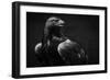 Golden Eagle-Andreas Krinke-Framed Giclee Print