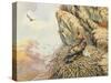 Golden Eagles at Eyrie-Carl Donner-Stretched Canvas