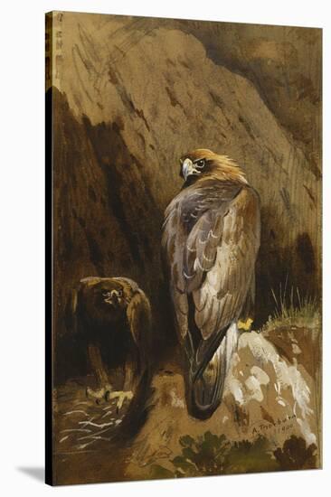 Golden Eagles at their Eyrie, 1900-Archibald Thorburn-Stretched Canvas