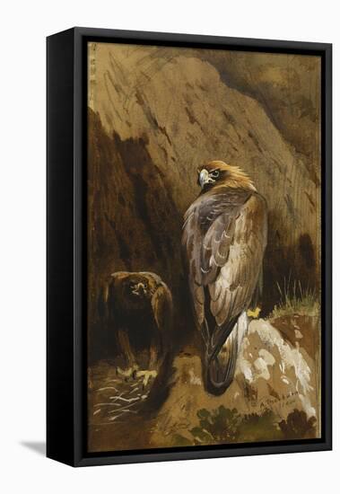 Golden Eagles at their Eyrie, 1900-Archibald Thorburn-Framed Stretched Canvas