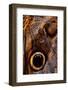 golden-edged owl-butterfly wing detail-claudio contreras-Framed Photographic Print