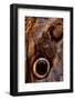 golden-edged owl-butterfly wing detail-claudio contreras-Framed Photographic Print