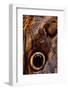 golden-edged owl-butterfly wing detail-claudio contreras-Framed Photographic Print
