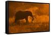 Golden Elephant in Savute-Mario Moreno-Framed Stretched Canvas