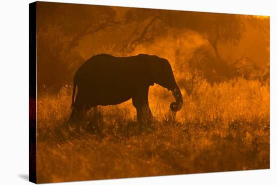 Golden Elephant in Savute-Mario Moreno-Stretched Canvas