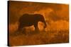 Golden Elephant in Savute-Mario Moreno-Stretched Canvas