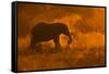 Golden Elephant in Savute-Mario Moreno-Framed Stretched Canvas