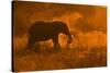 Golden Elephant in Savute-Mario Moreno-Stretched Canvas