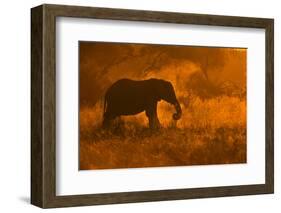 Golden Elephant in Savute-Mario Moreno-Framed Photographic Print