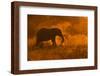 Golden Elephant in Savute-Mario Moreno-Framed Photographic Print