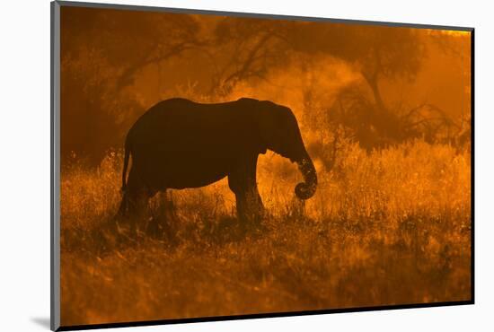 Golden Elephant in Savute-Mario Moreno-Mounted Photographic Print