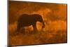Golden Elephant in Savute-Mario Moreno-Mounted Photographic Print