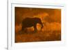 Golden Elephant in Savute-Mario Moreno-Framed Photographic Print