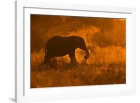 Golden Elephant in Savute-Mario Moreno-Framed Photographic Print