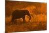 Golden Elephant in Savute-Mario Moreno-Mounted Photographic Print