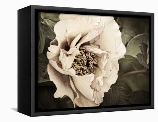 Golden Era Peony I-Rachel Perry-Framed Stretched Canvas