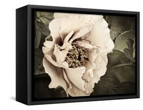 Golden Era Peony I-Rachel Perry-Framed Stretched Canvas