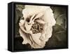 Golden Era Peony I-Rachel Perry-Framed Stretched Canvas
