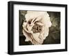 Golden Era Peony I-Rachel Perry-Framed Art Print