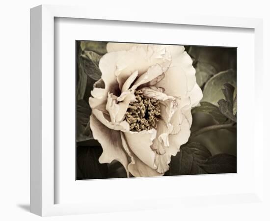 Golden Era Peony I-Rachel Perry-Framed Art Print