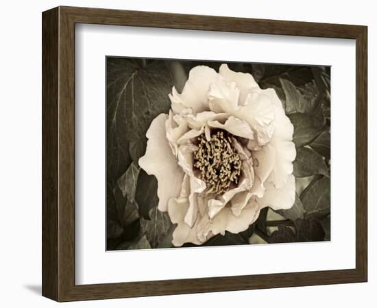 Golden Era Peony II-Rachel Perry-Framed Art Print