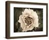 Golden Era Peony II-Rachel Perry-Framed Art Print