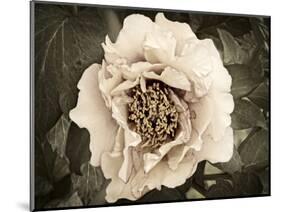 Golden Era Peony II-Rachel Perry-Mounted Art Print