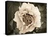 Golden Era Peony II-Rachel Perry-Stretched Canvas