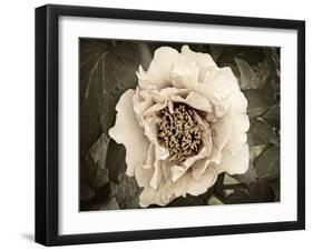 Golden Era Peony II-Rachel Perry-Framed Art Print