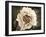 Golden Era Peony II-Rachel Perry-Framed Art Print