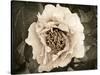 Golden Era Peony II-Rachel Perry-Stretched Canvas