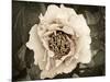 Golden Era Peony II-Rachel Perry-Mounted Art Print