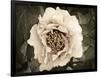 Golden Era Peony II-Rachel Perry-Framed Art Print