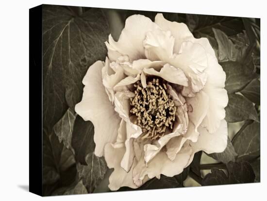 Golden Era Peony II-Rachel Perry-Stretched Canvas