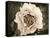 Golden Era Peony II-Rachel Perry-Stretched Canvas