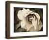 Golden Era Peony III-Rachel Perry-Framed Art Print