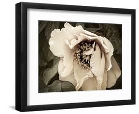 Golden Era Peony III-Rachel Perry-Framed Art Print