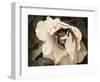 Golden Era Peony III-Rachel Perry-Framed Art Print