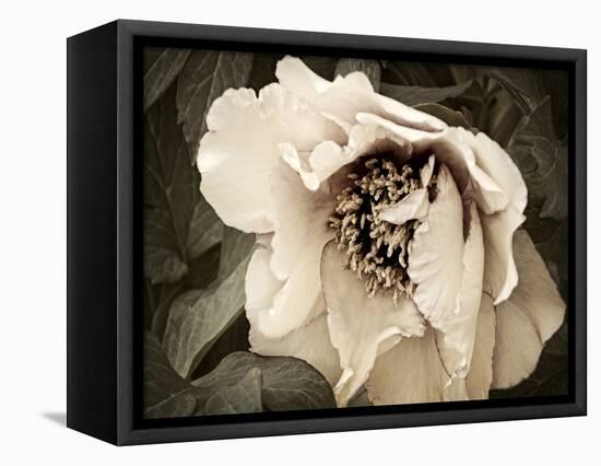 Golden Era Peony III-Rachel Perry-Framed Stretched Canvas