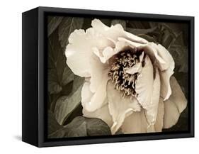 Golden Era Peony III-Rachel Perry-Framed Stretched Canvas