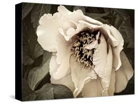 Golden Era Peony III-Rachel Perry-Stretched Canvas